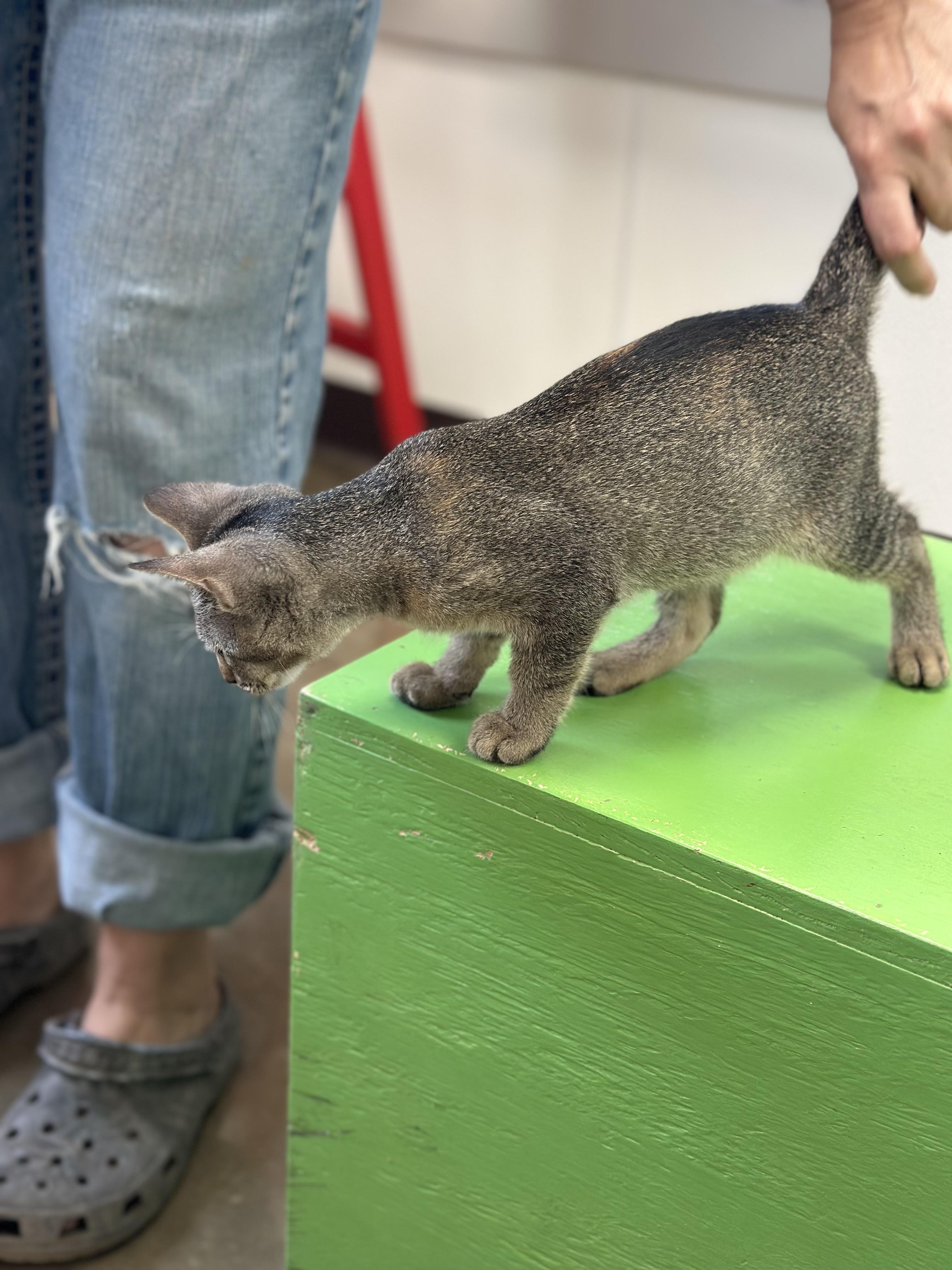 Doja Cat, a Adoptable Domestic Short Hair in Port Lavaca, TX image 1/6