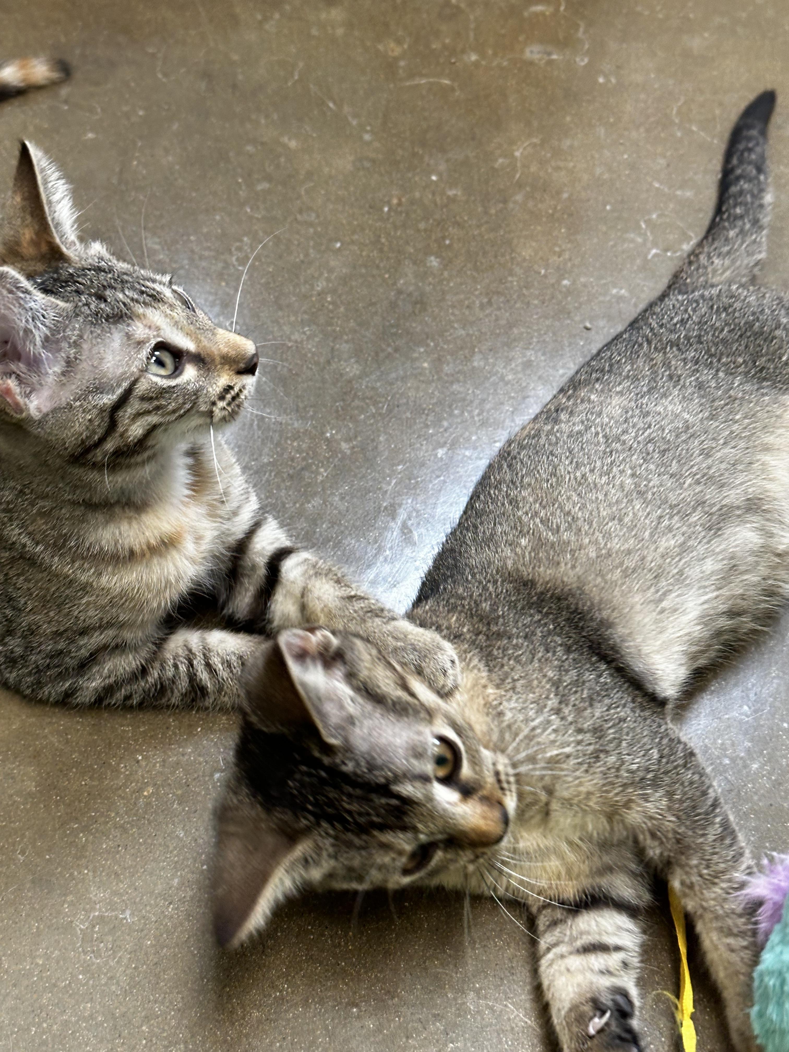 Doja Cat, a Adoptable Domestic Short Hair in Port Lavaca, TX image 2/6