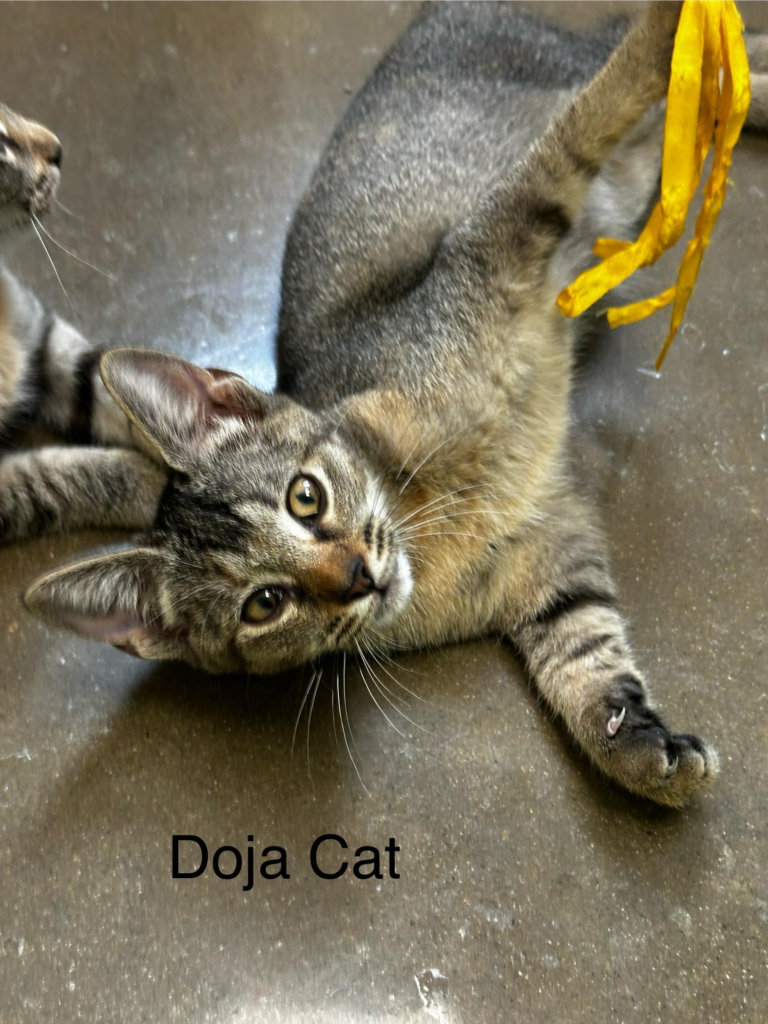 Doja Cat, a Adoptable Domestic Short Hair in Port Lavaca, TX image 3/6