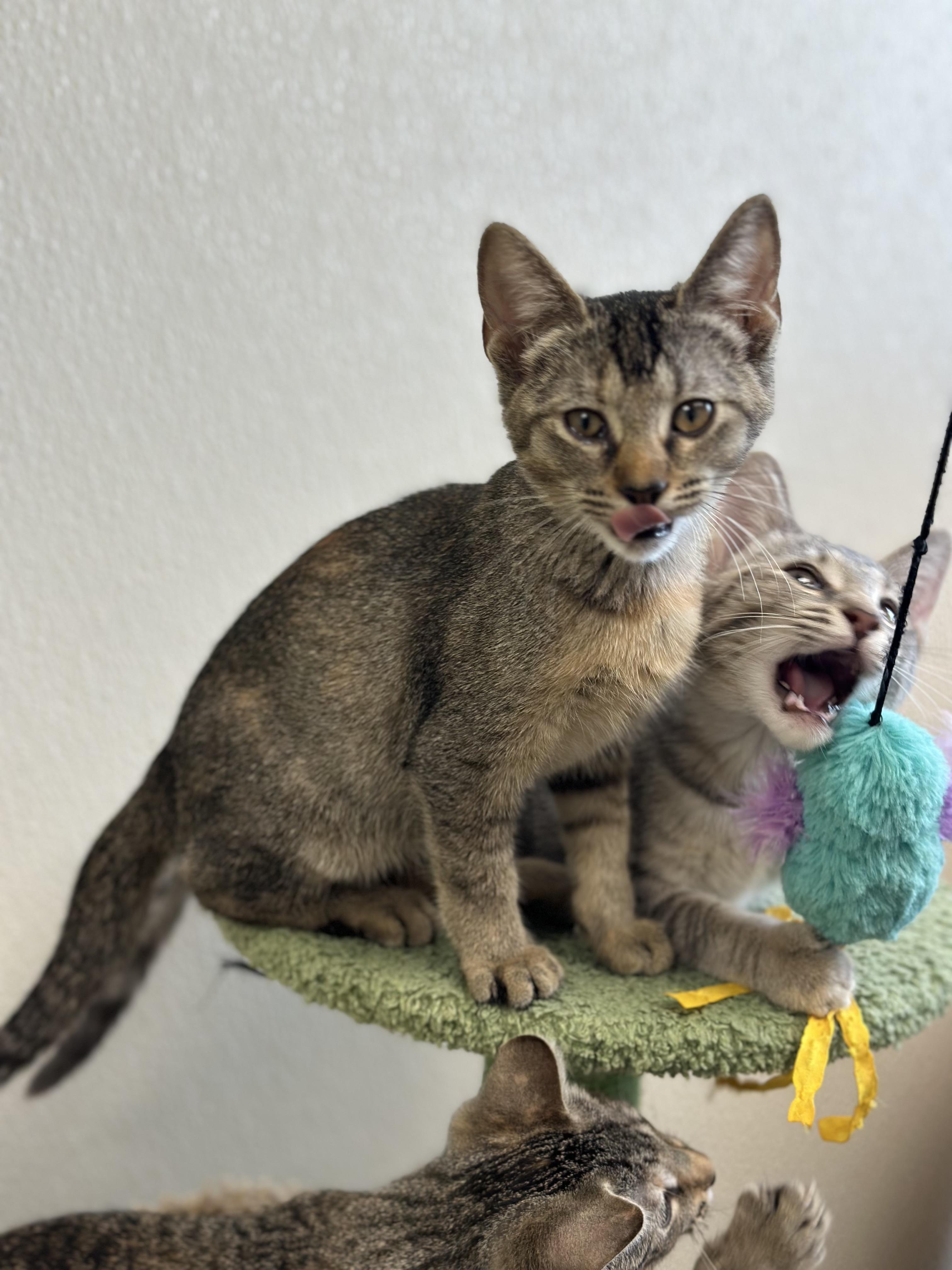 Doja Cat, a Adoptable Domestic Short Hair in Port Lavaca, TX image 4/6