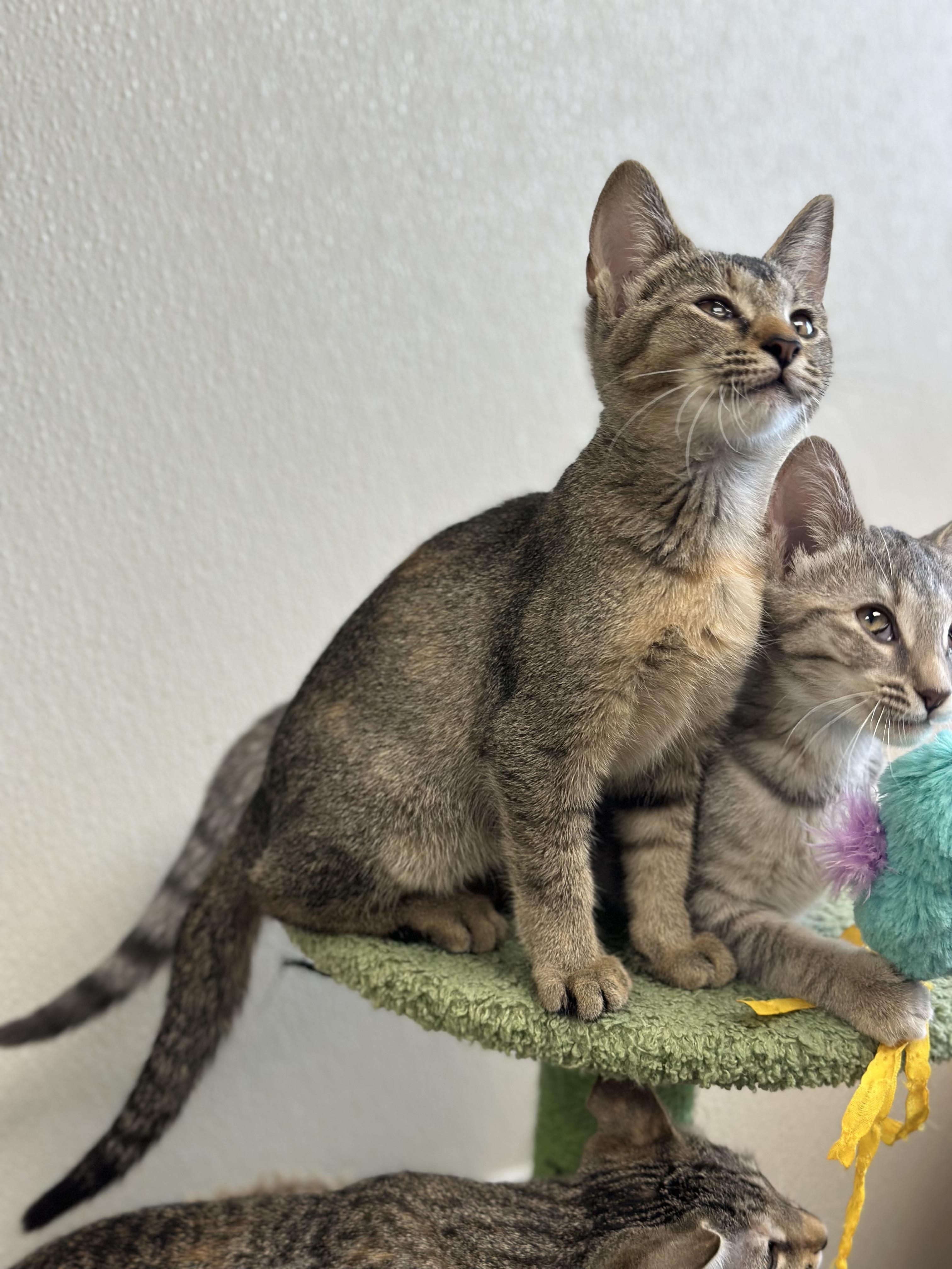 Doja Cat, a Adoptable Domestic Short Hair in Port Lavaca, TX image 5/6