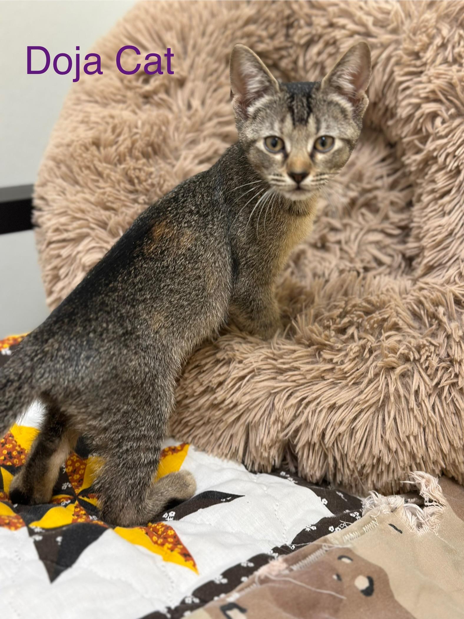 Doja Cat, a Adoptable Domestic Short Hair in Port Lavaca, TX image 6/6