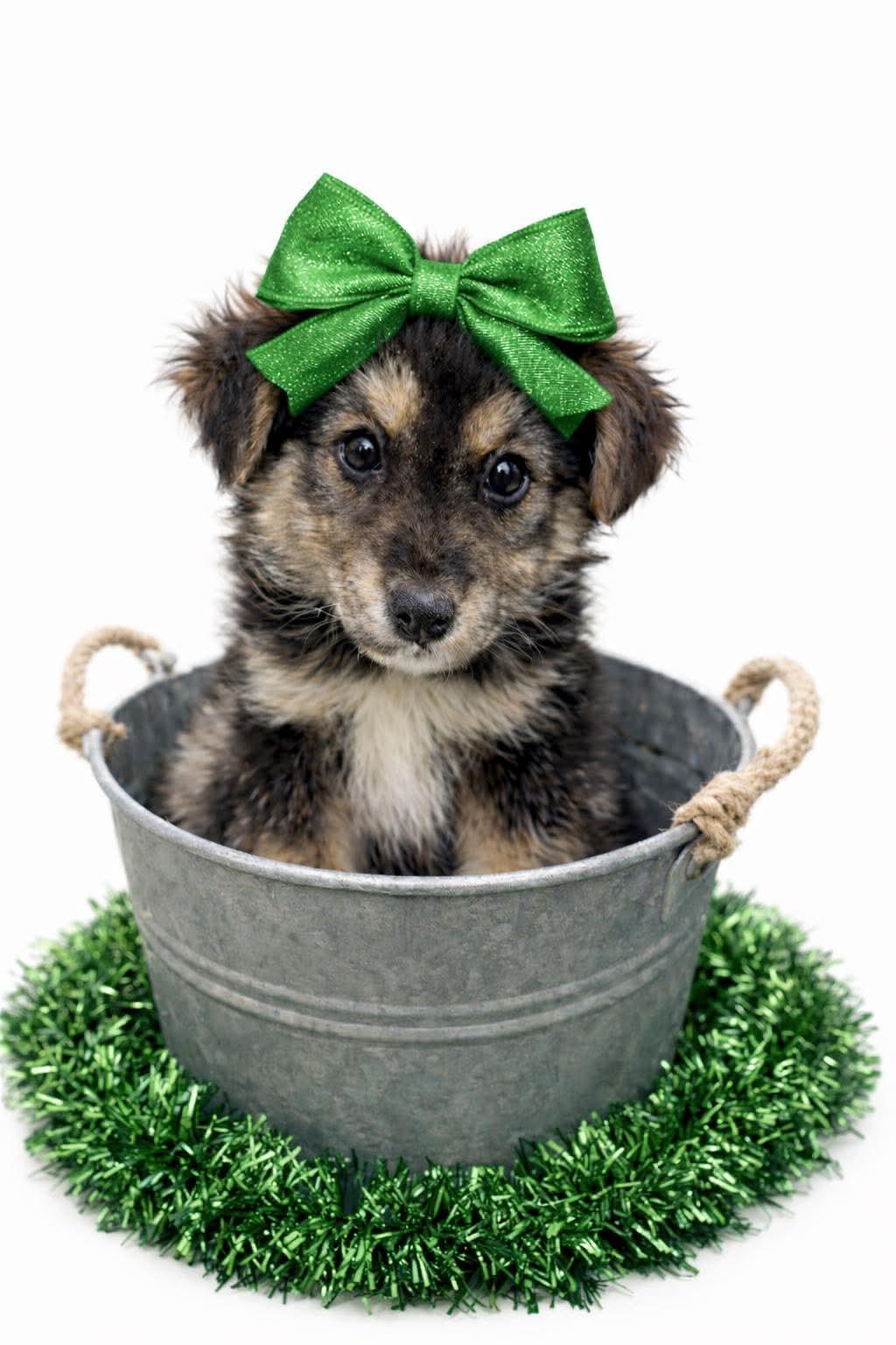 Zola, Adopted, Puppy Female Australian Kelpie & Australian Shepherd.