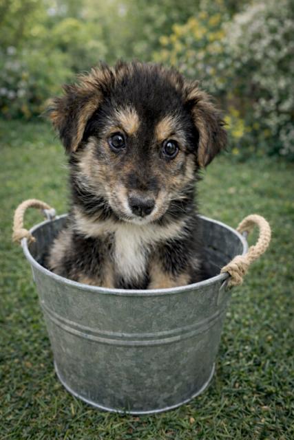 Enlarge Zola, a Adopted mixed breed in Midway, UT image 2/3