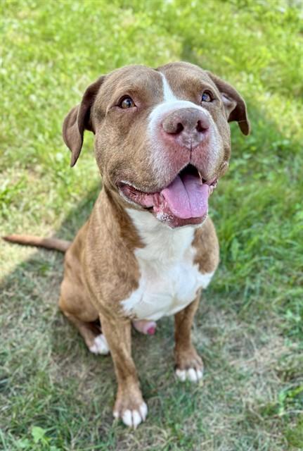 KROGER, Adoptable, Adult Male Pit Bull Terrier & Labrador Retriever.