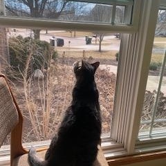 Enlarge Paczki, a ADOPTABLE Domestic Short Hair in St. Charles, IL image 6/6