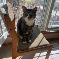 Enlarge Paczki, a ADOPTABLE Domestic Short Hair in St. Charles, IL image 2/6