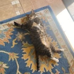 Enlarge Paczki, a ADOPTABLE Domestic Short Hair in St. Charles, IL image 3/6