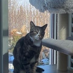 Enlarge Paczki, a ADOPTABLE Domestic Short Hair in St. Charles, IL image 1/6