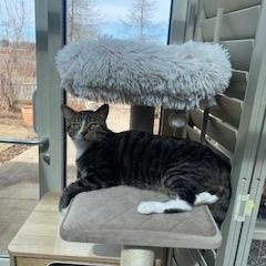 Enlarge Paczki, a ADOPTABLE Domestic Short Hair in St. Charles, IL image 4/6