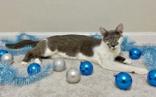 Eloise, ADOPTABLE, Young Female Domestic Short Hair.