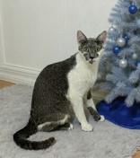 Enlarge Eloise, a ADOPTABLE mixed breed in Englewood, FL image 2/2