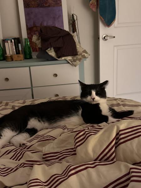 Enlarge Oreo, a ADOPTABLE Domestic Short Hair in Wilmington, NC image 5/5