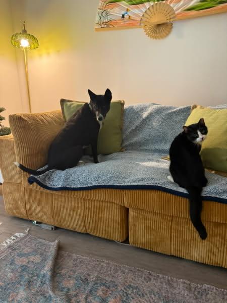 Enlarge Oreo, a ADOPTABLE Domestic Short Hair in Wilmington, NC image 4/5