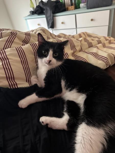 Oreo, ADOPTABLE, Young Male Domestic Short Hair.