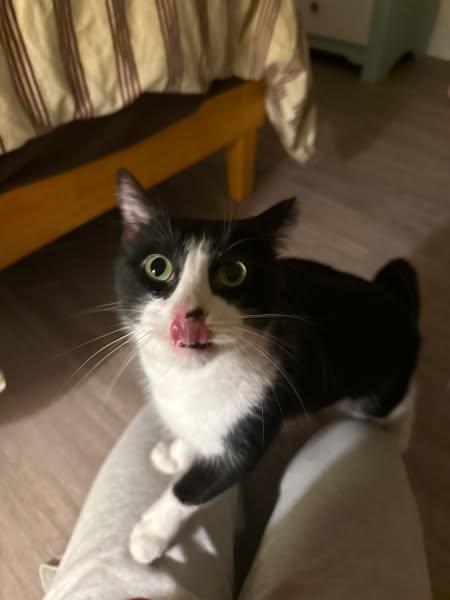 Enlarge Oreo, a ADOPTABLE Domestic Short Hair in Wilmington, NC image 2/5