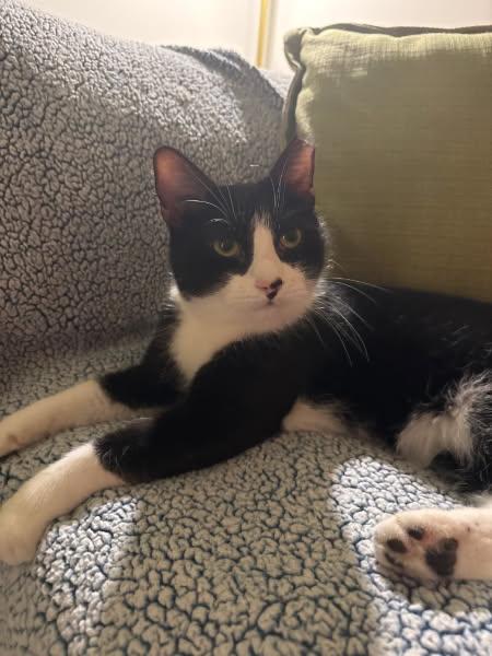 Enlarge Oreo, a ADOPTABLE Domestic Short Hair in Wilmington, NC image 3/5