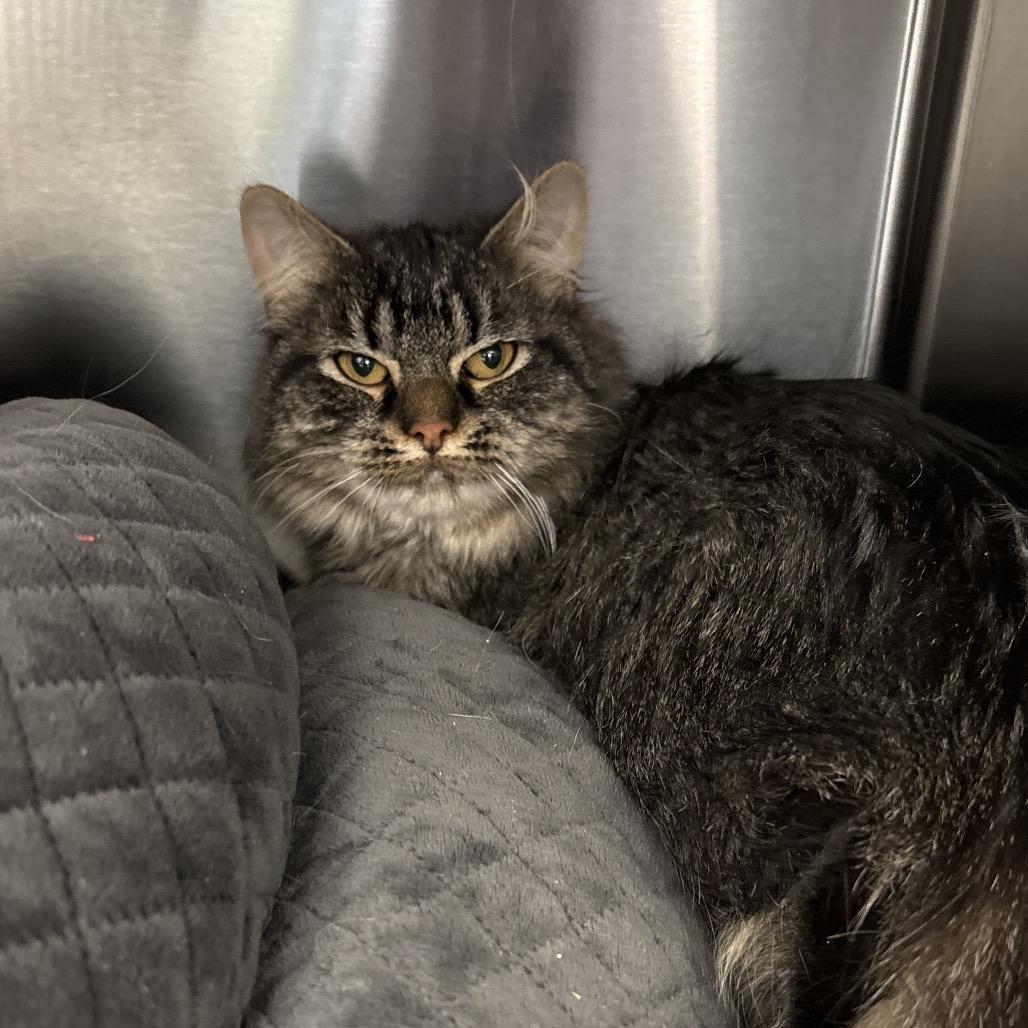 Enlarge Sweet Caroline 25-246, a Adoptable Domestic Medium Hair in Stratford, CT image 2/3