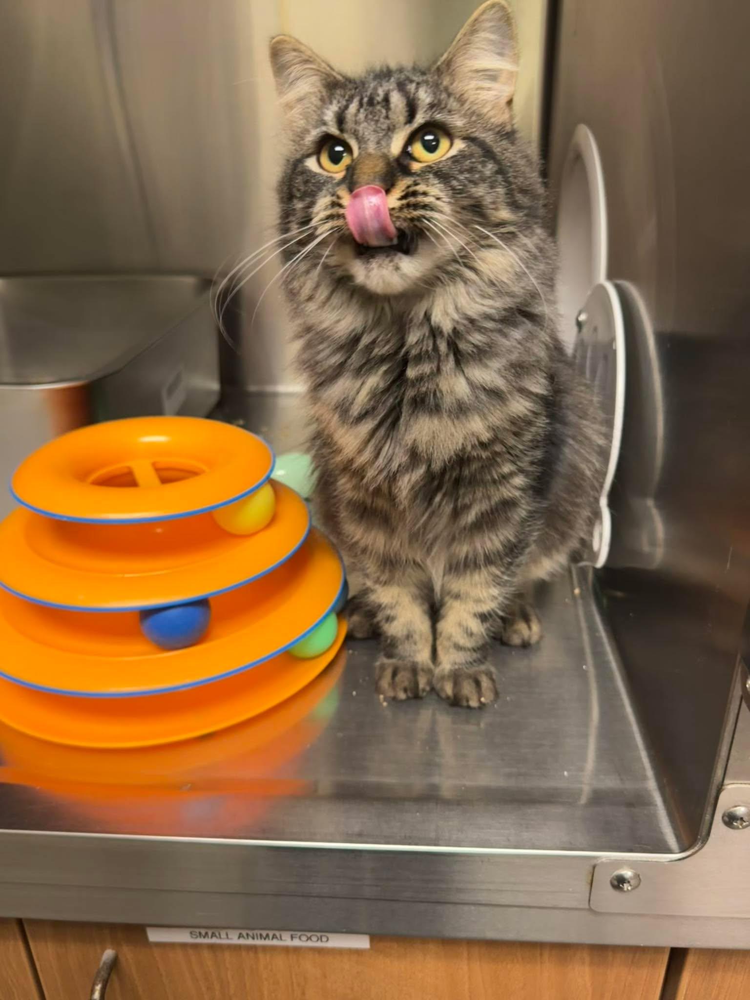 Enlarge Sweet Caroline 25-246, a Adoptable Domestic Medium Hair in Stratford, CT image 3/3