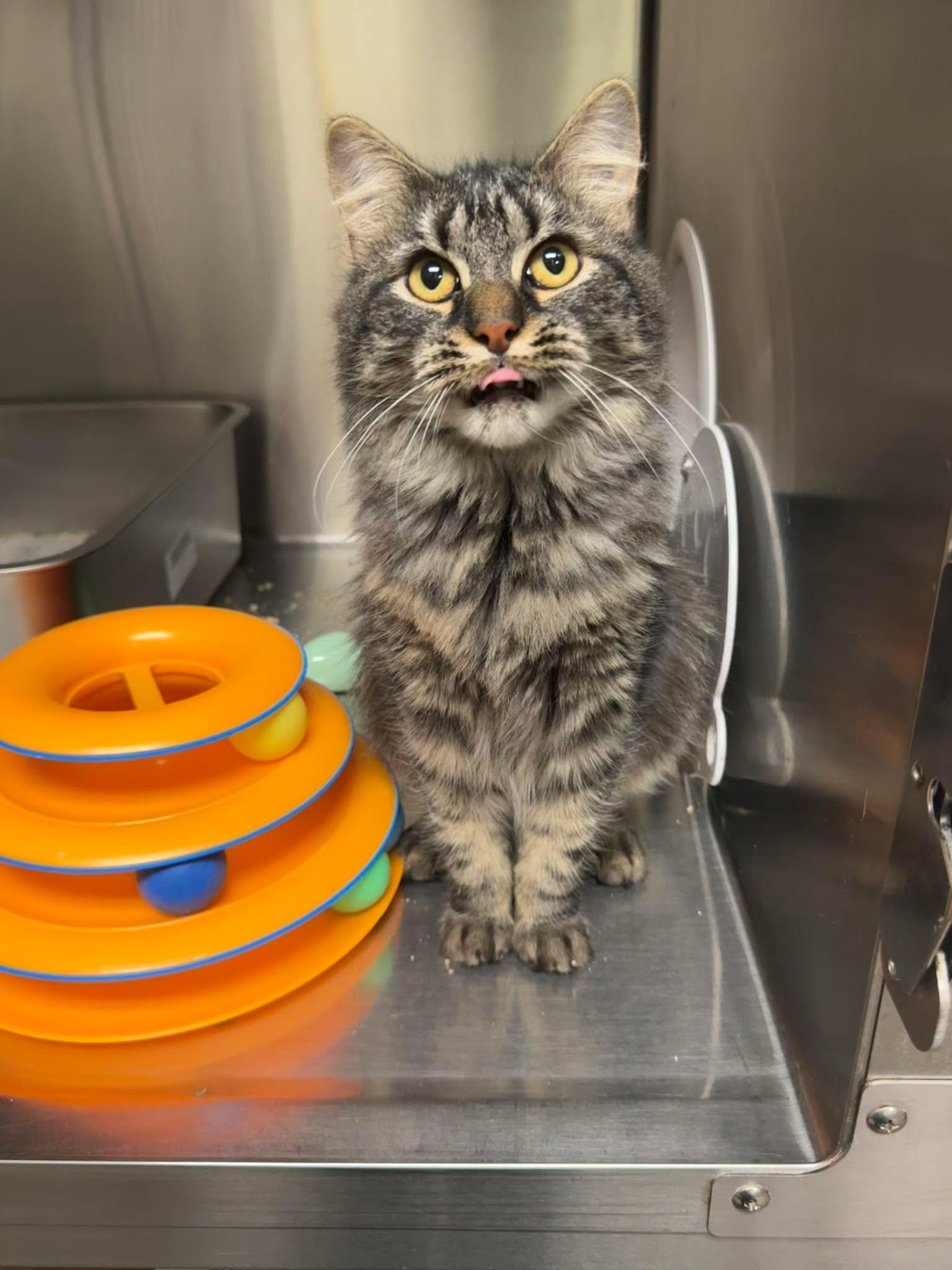 Sweet Caroline 25-246, Adoptable, Adult Female Domestic Medium Hair.