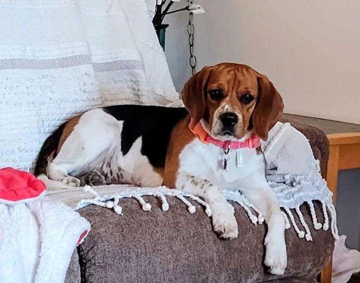 Enlarge Sparkle, a Adoptable Beagle in San Diego, CA image 1/3