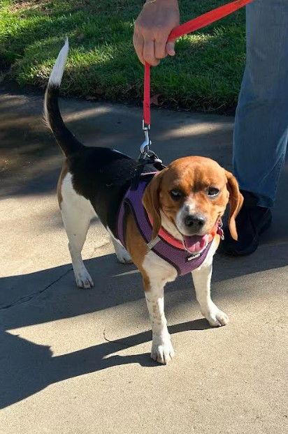 Enlarge Sparkle, a Adoptable Beagle in San Diego, CA image 2/3