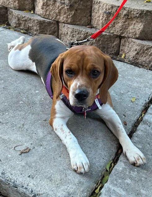 Enlarge Sparkle, a Adoptable Beagle in San Diego, CA image 3/3