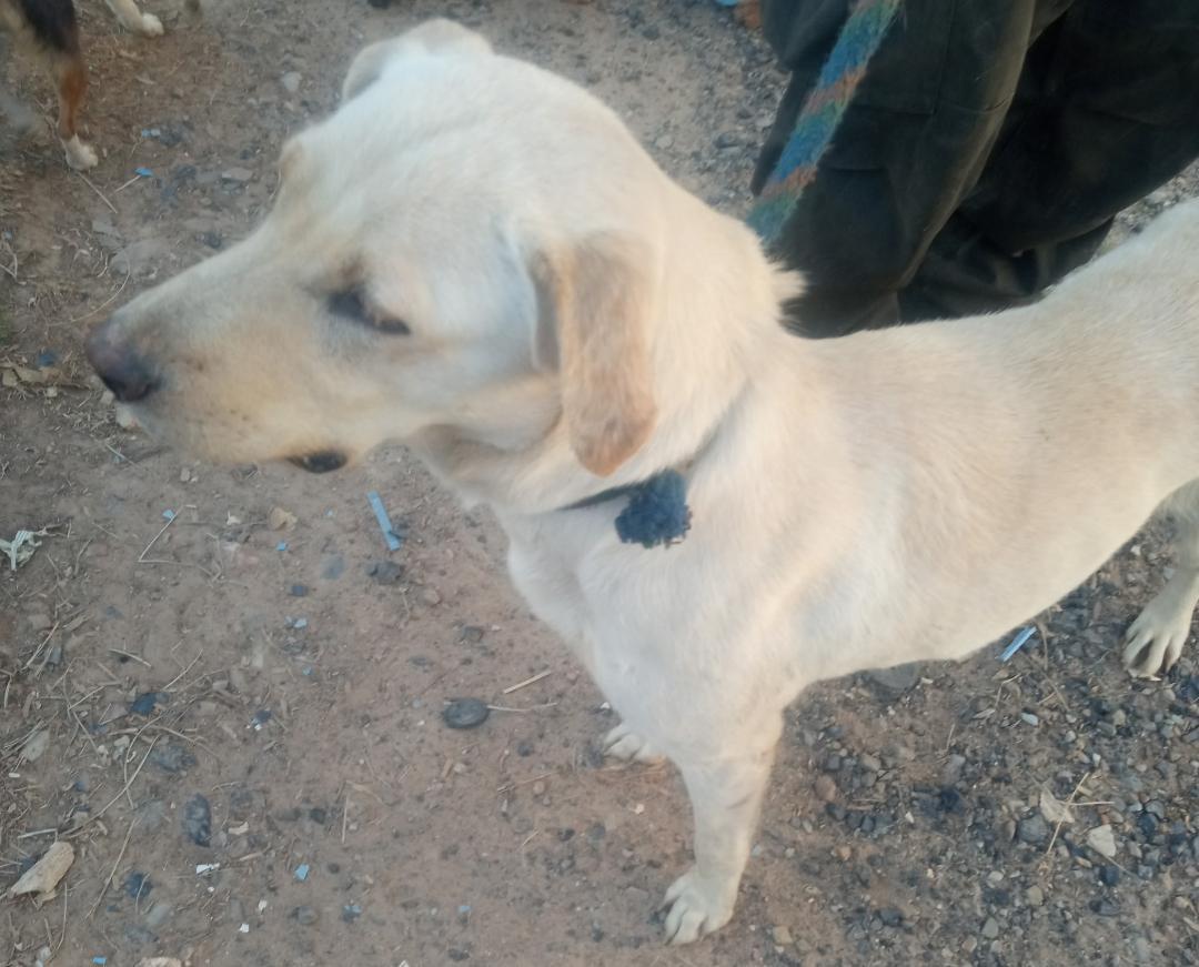 Enlarge Elsa, a Adoptable mixed breed in Mena, AR image 1/2