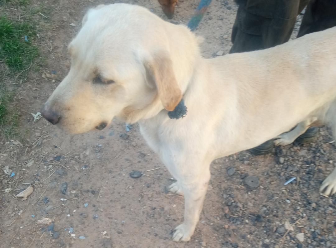 Elsa, Adoptable, Young Female Yellow Labrador Retriever.