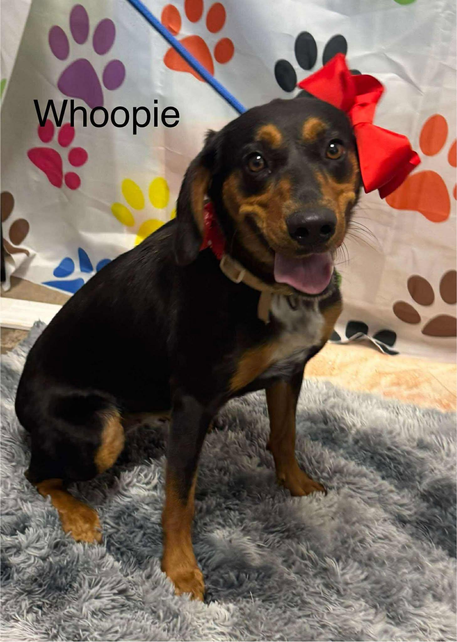 Whoopie, Adoptable, Young Female Hound.
