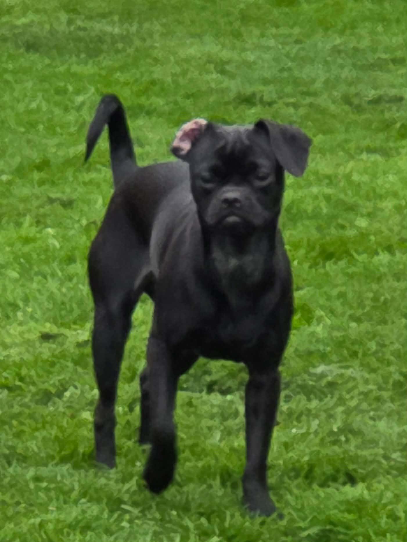 Minnie, a ADOPTABLE mixed breed in Clay, NY image 2/2
