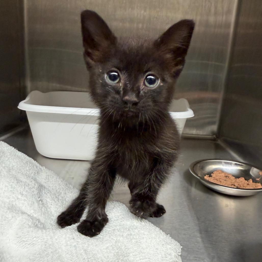 Cinderblock, Adoptable, Kitten Female Domestic Short Hair.