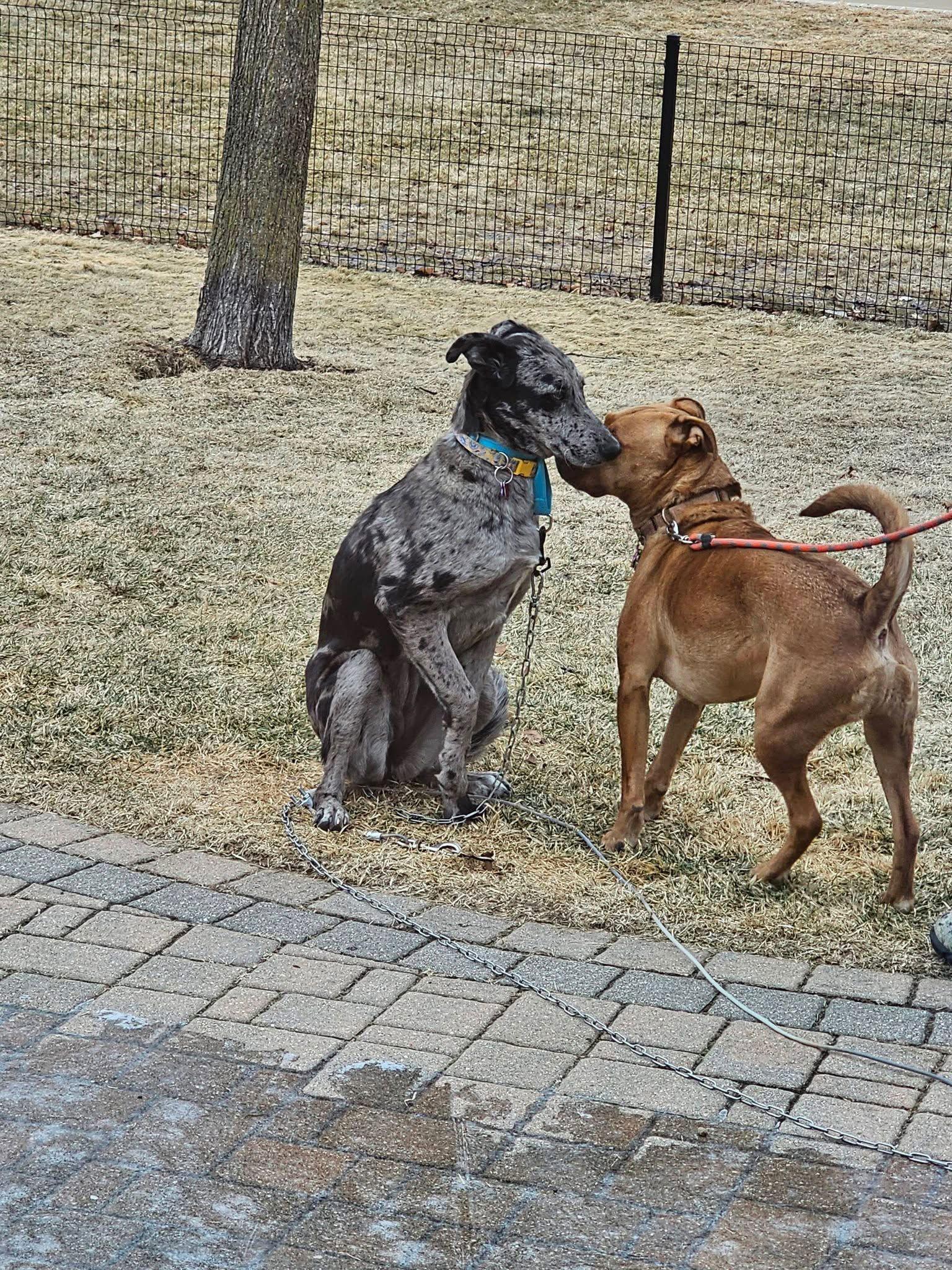 Enlarge Patty, a Adoptable Catahoula Leopard Dog in New London, WI image 2/2
