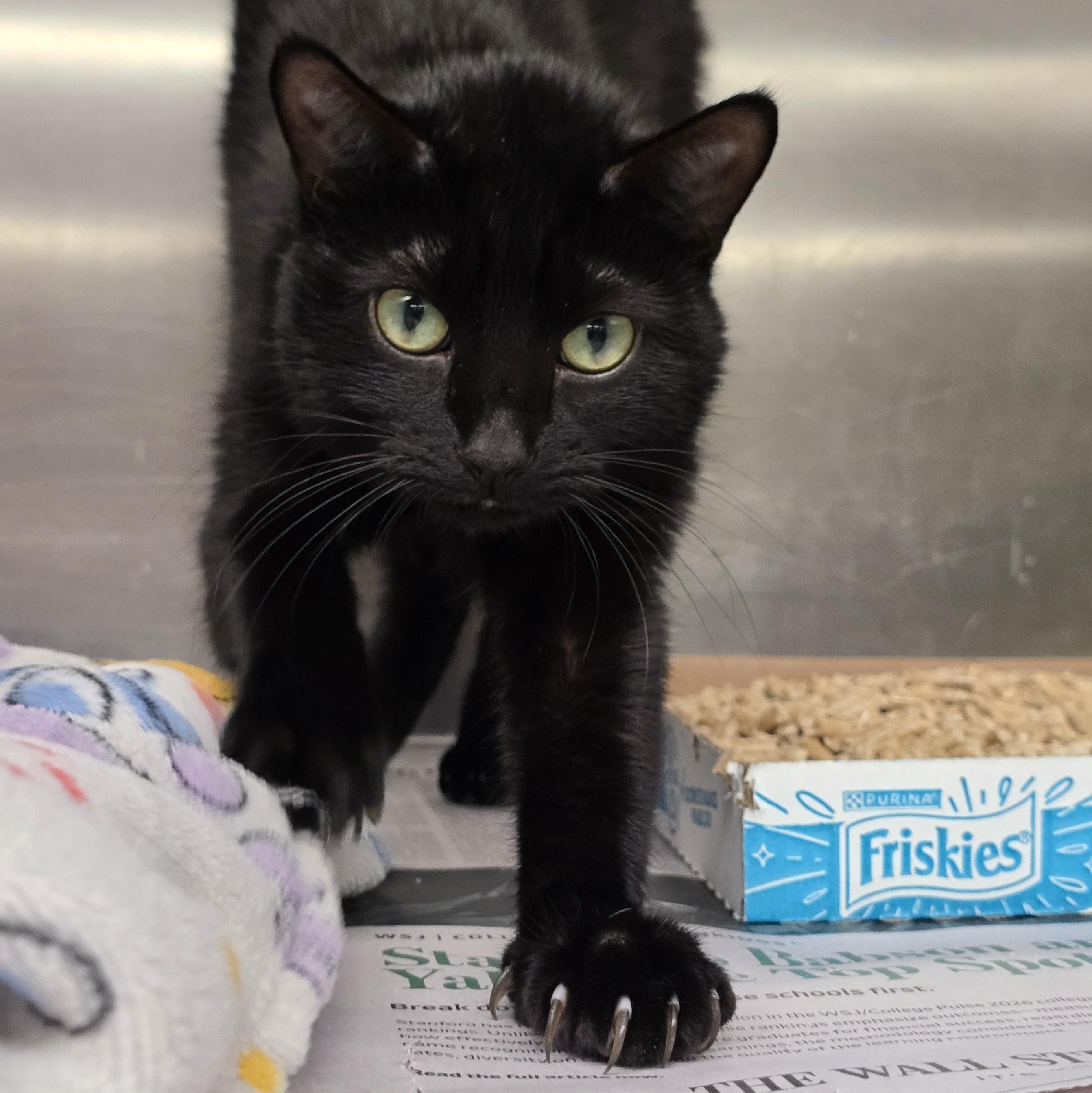 Annan, Adoptable, Adult Female Domestic Short Hair.