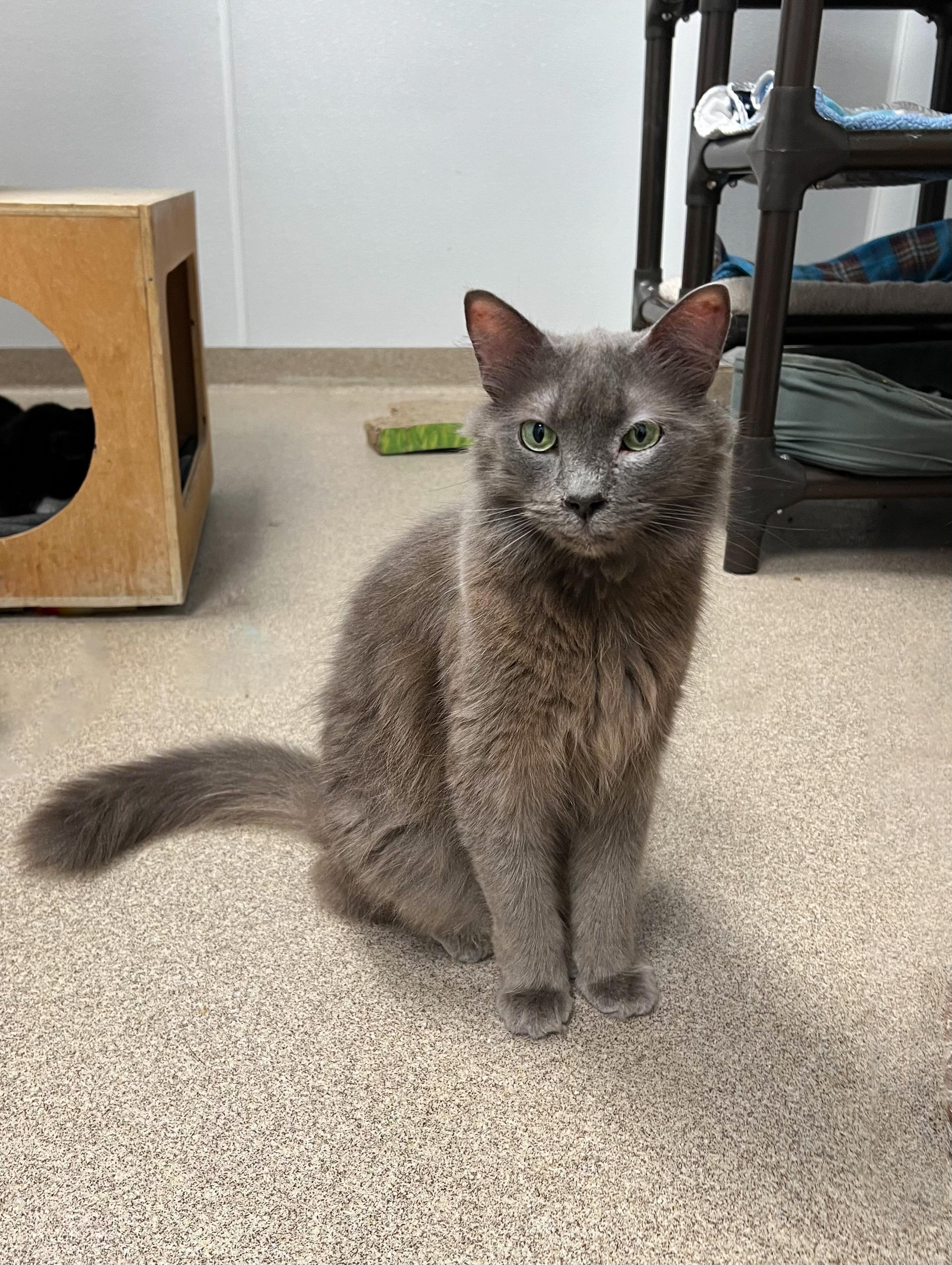Grayson, a Adoptable Domestic Long Hair in Arlington Heights, IL image 1/2