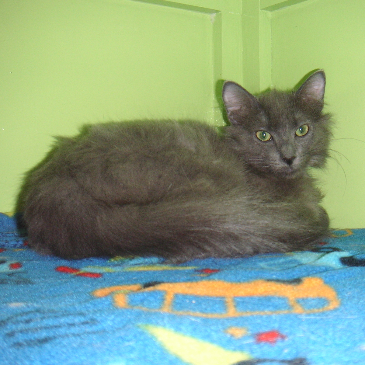 Grayson photo 2