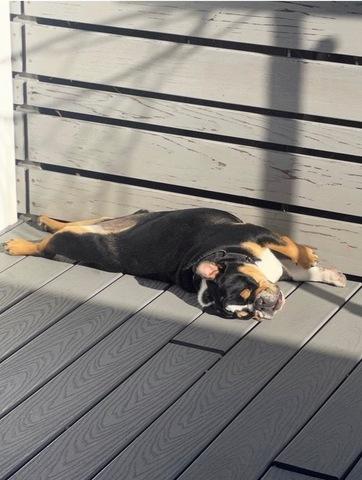 Enlarge Deebo, an adopted English Bulldog in San Rafael, CA image 6/6