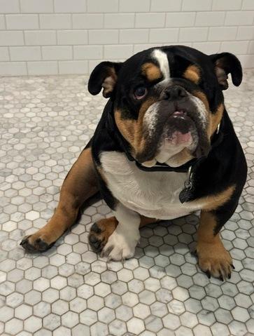 Enlarge Deebo, an adopted English Bulldog in San Rafael, CA image 1/6