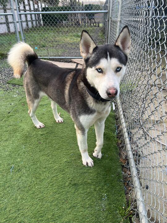 Enlarge Deebo, an adopted English Bulldog in San Rafael, CA image 2/6