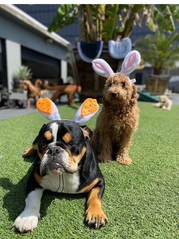 Enlarge Deebo, an adopted English Bulldog in San Rafael, CA image 5/6