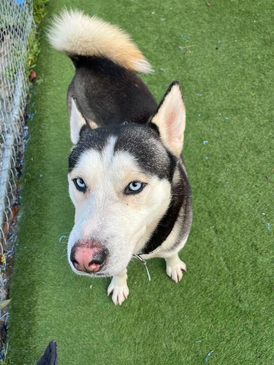 Enlarge Deebo, an adopted English Bulldog in San Rafael, CA image 3/6