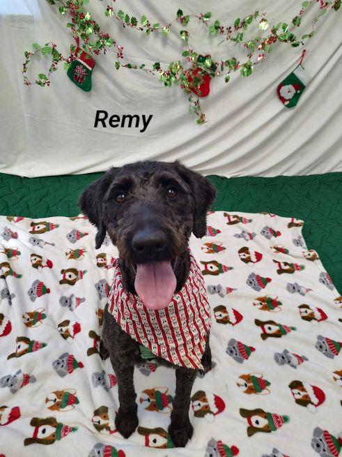 Enlarge Remy, a Adoptable Labradoodle in Cape May Court House, NJ image 3/3