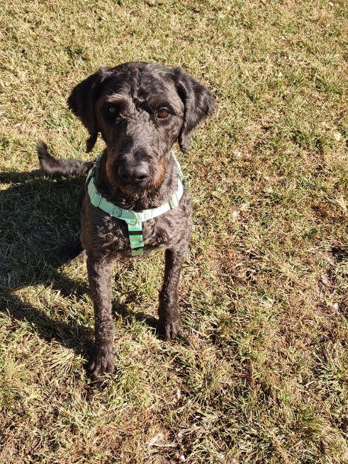 Enlarge Remy, a Adoptable Labradoodle in Cape May Court House, NJ image 2/3