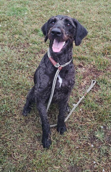 Remy, Adoptable, Adult Female Labradoodle.