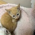 Basalt, Adoptable, Kitten Female Domestic Short Hair.
