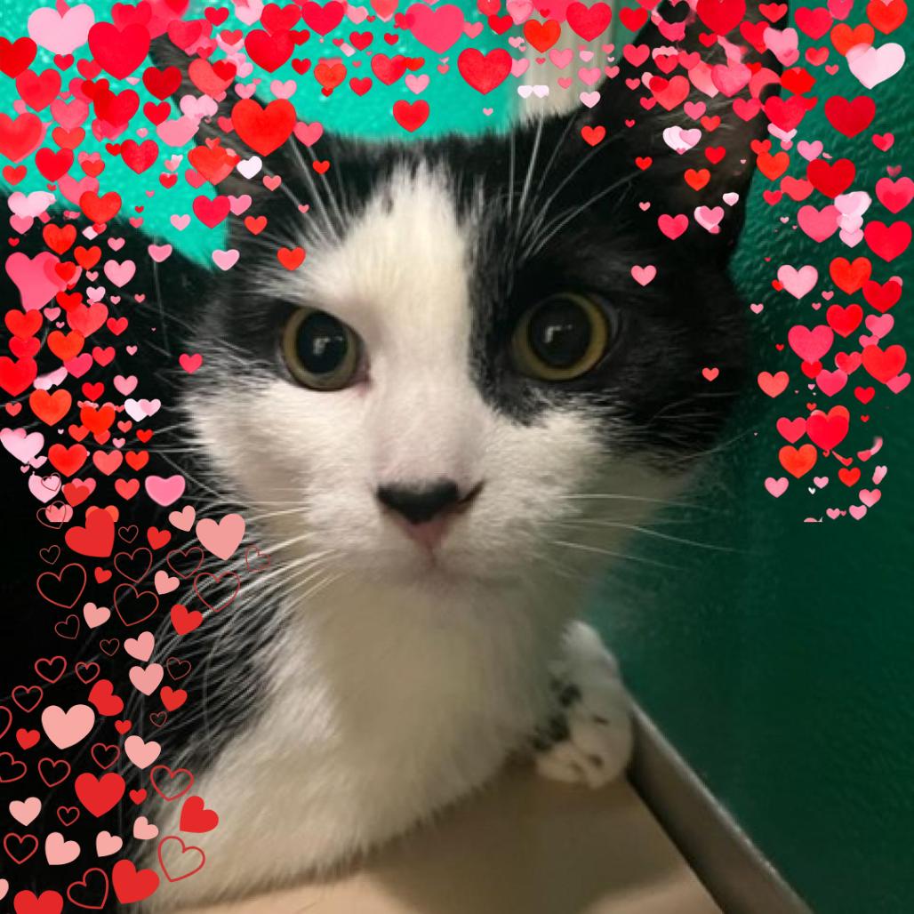 Enlarge Blaze, a Adoptable Domestic Short Hair in Tempe, AZ image 1/1