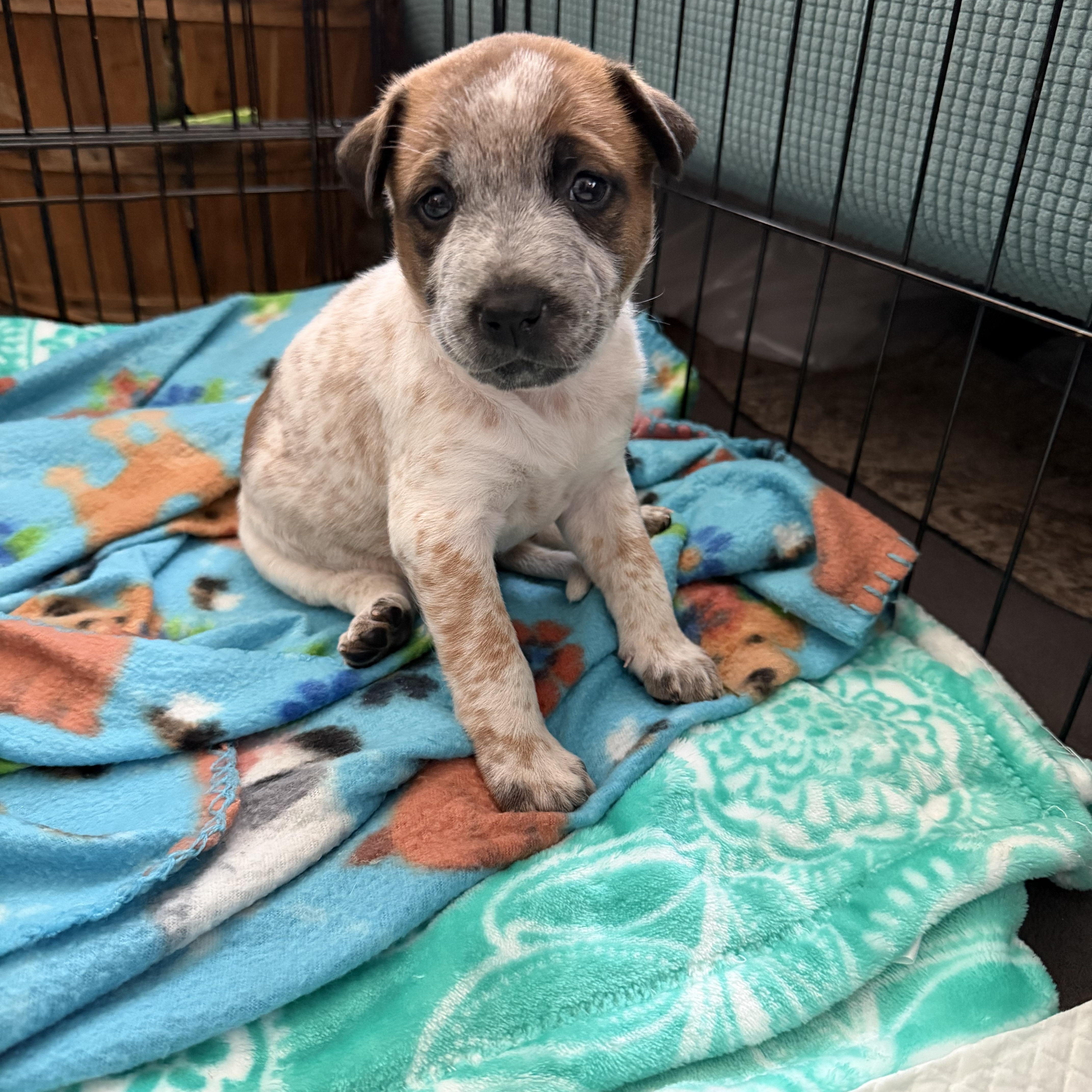 Enlarge Tessa, a Adoptable mixed breed in Hamilton , NJ image 1/1