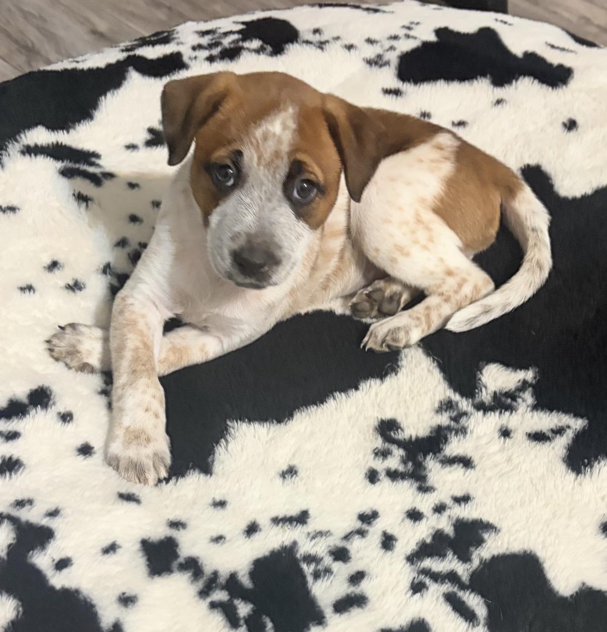 Tessa, Adoptable, Puppy Female Collie & Australian Cattle Dog / Blue Heeler.
