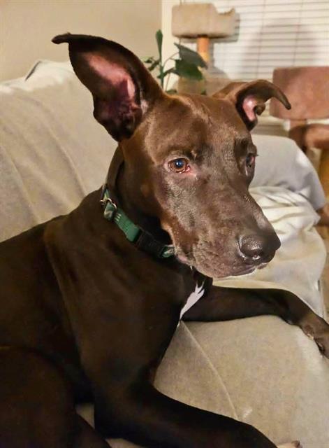 RAYDEE, Adoptable, Young Female Staffordshire Bull Terrier & Mixed Breed.