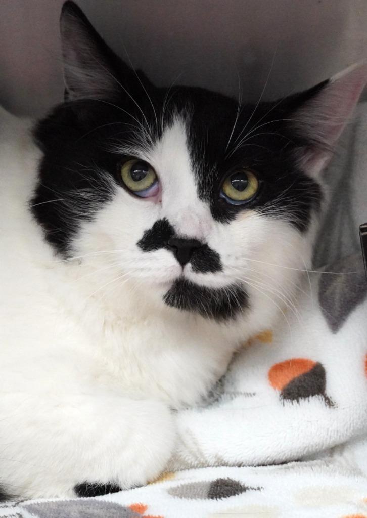 Mimosa, Adoptable, Young Male Domestic Short Hair.